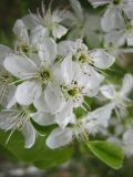 род Prunus