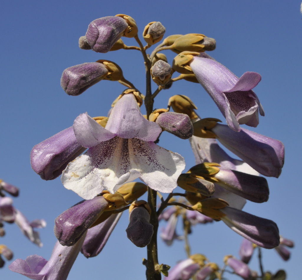 Image of Paulownia tomentosa specimen.