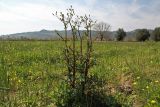 Sonchus oleraceus