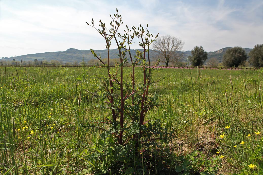 Image of Sonchus oleraceus specimen.
