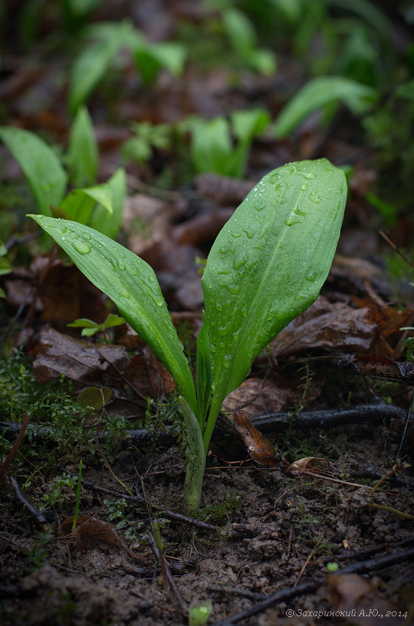 Изображение особи Allium ursinum.