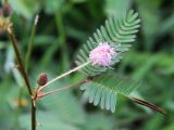 Mimosa pudica