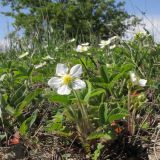 Fragaria viridis. Цветущие растения. Краснодарский край, г. Новороссийск, пер. Волчьи ворота, степь на склоне горы. 19.04.2014.