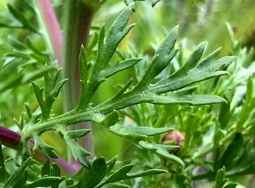 Изображение особи Glebionis coronaria.