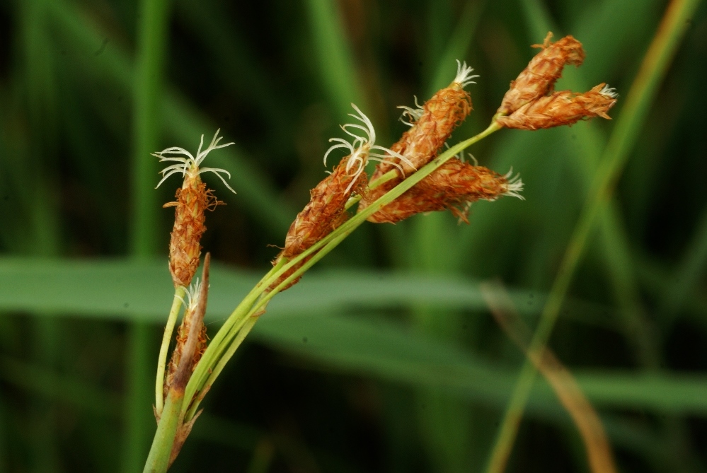 Image of Schoenoplectus tabernaemontani specimen.