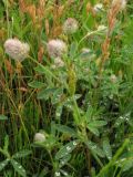 Trifolium arvense. Цветущее растение у дороги. Нидерланды, провинция Гронинген, национальный парк Lauwersmeer. Июнь 2007 г.