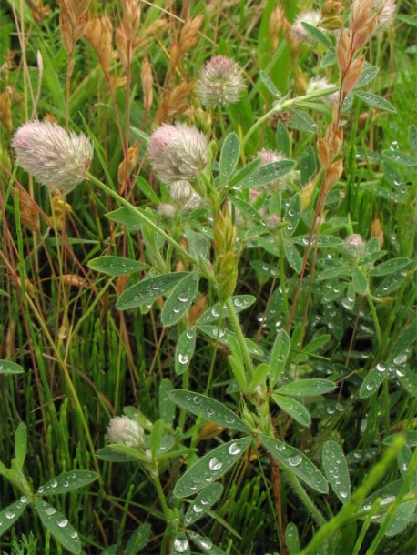 Image of Trifolium arvense specimen.