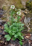 Cardamine seidlitziana. Цветущее растение. Краснодарский край, Апшеронский р-н, долина р. Мезмай. 02.05.2014.