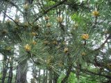 Pinus pallasiana