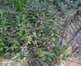 Salvia tomentosa. Цветущие растения. Германия, г. Дюссельдорф, Ботанический сад университета. 02.06.2014.