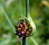 Allium oleraceum