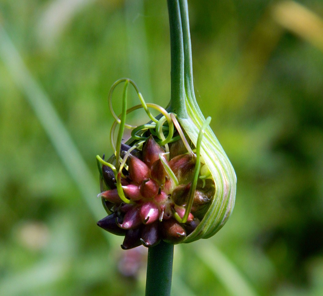 Image of Allium oleraceum specimen.