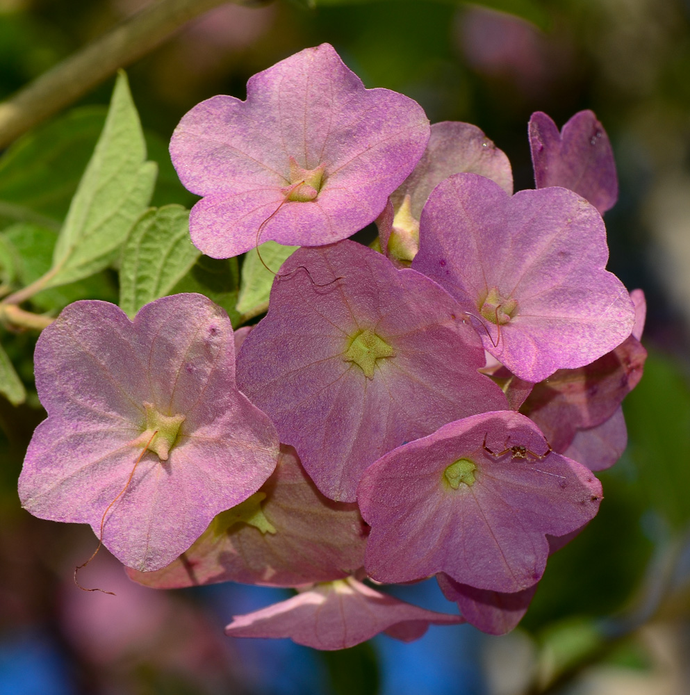 Image of Karomia speciosa specimen.