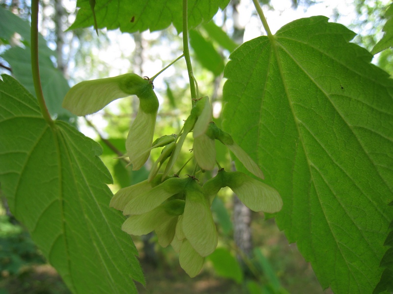 Image of Acer spicatum specimen.