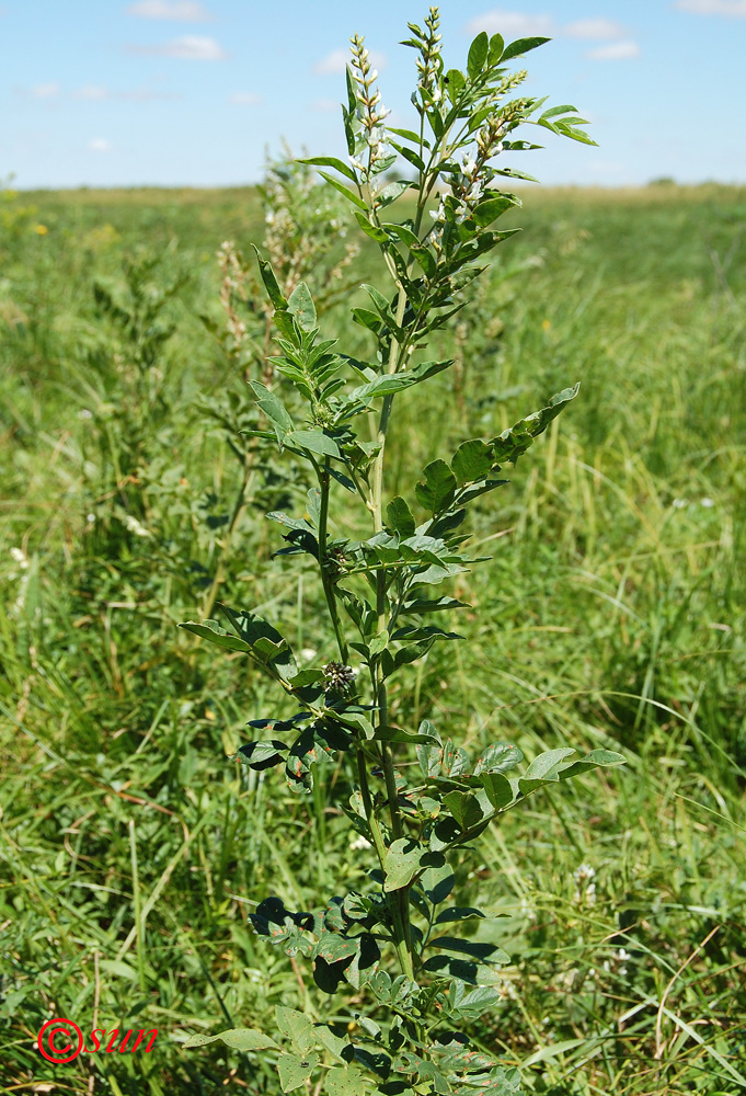 Image of Glycyrrhiza glabra specimen.