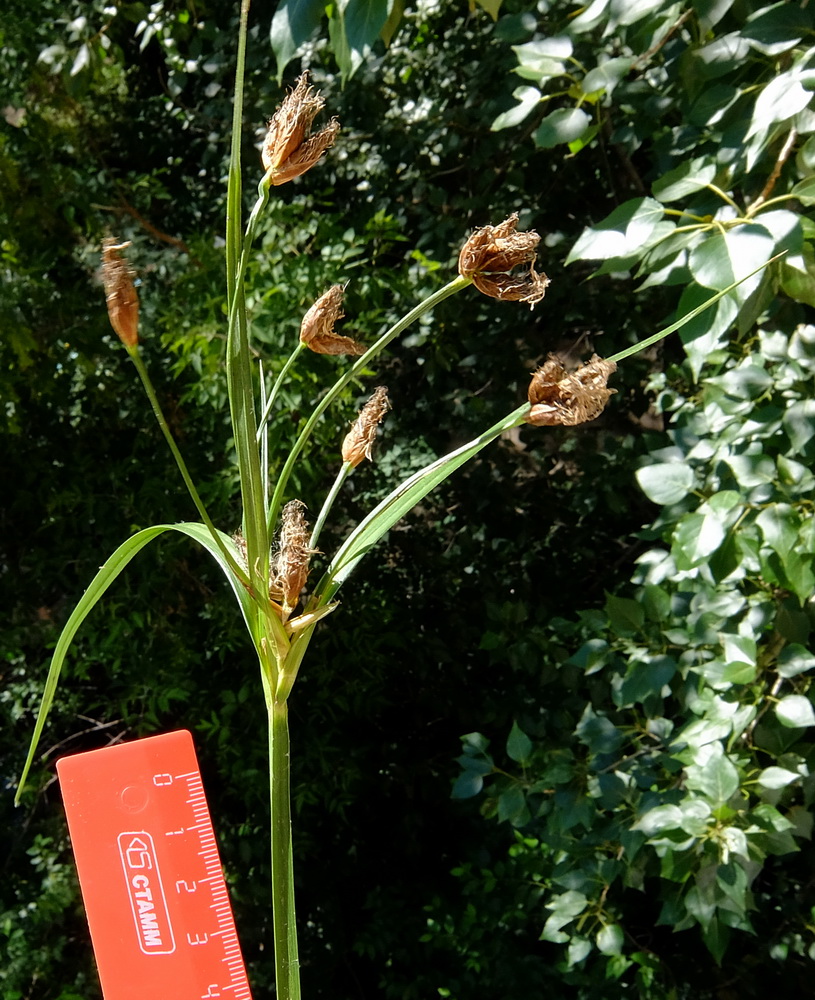 Изображение особи Bolboschoenus yagara.