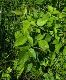 Rubus hirtus