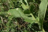 Verbascum ovalifolium