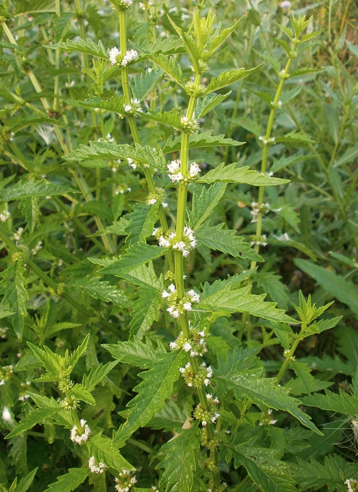 Изображение особи Lycopus europaeus.