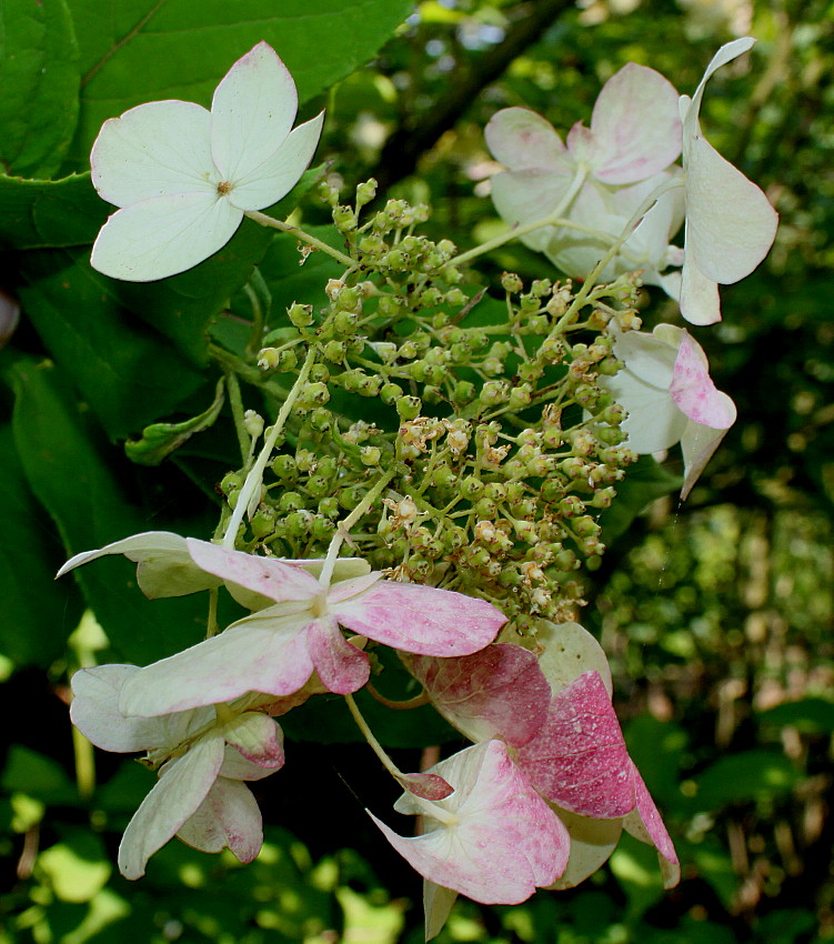 Изображение особи Hydrangea heteromalla.