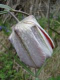 Fritillaria walujewii