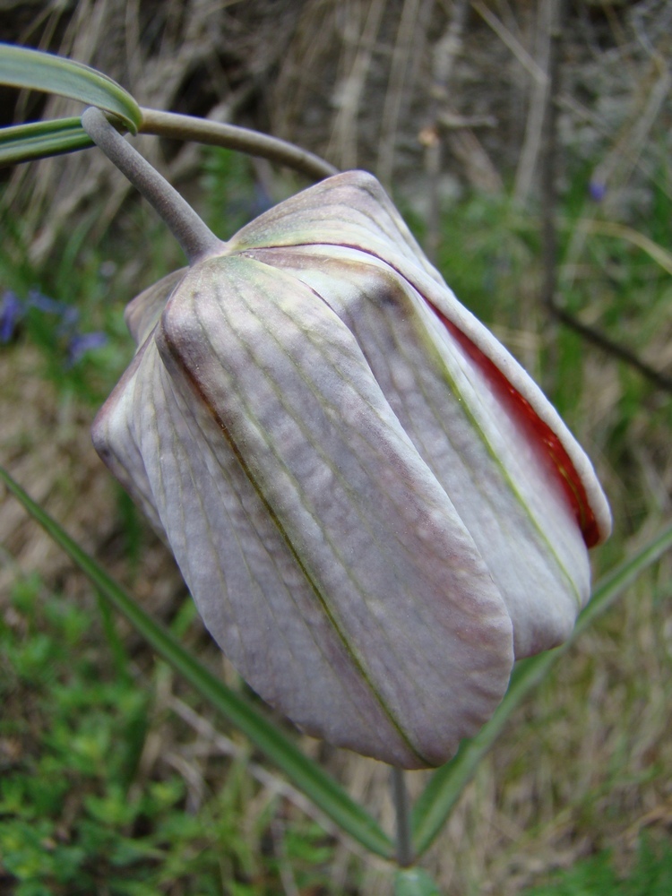 Image of Fritillaria walujewii specimen.