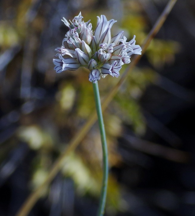 Image of Allium korolkowii specimen.