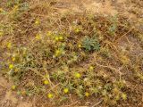 Centaurea procurrens. Куртина цветущих и плодоносящих растений. Израиль, Шарон, окраина г. Герцлия, высокий берег Средиземного моря. 05.05.2014.