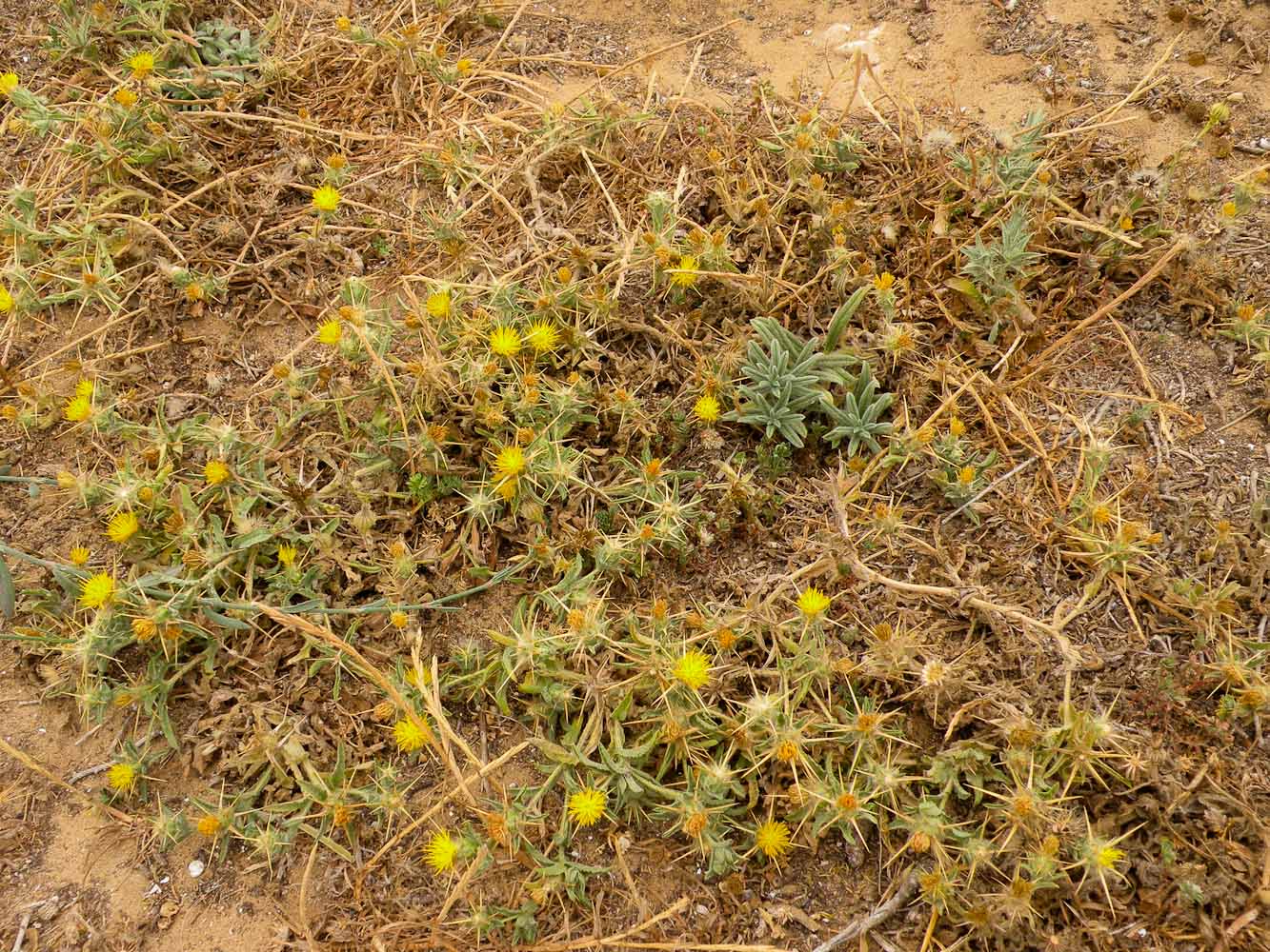 Image of Centaurea procurrens specimen.