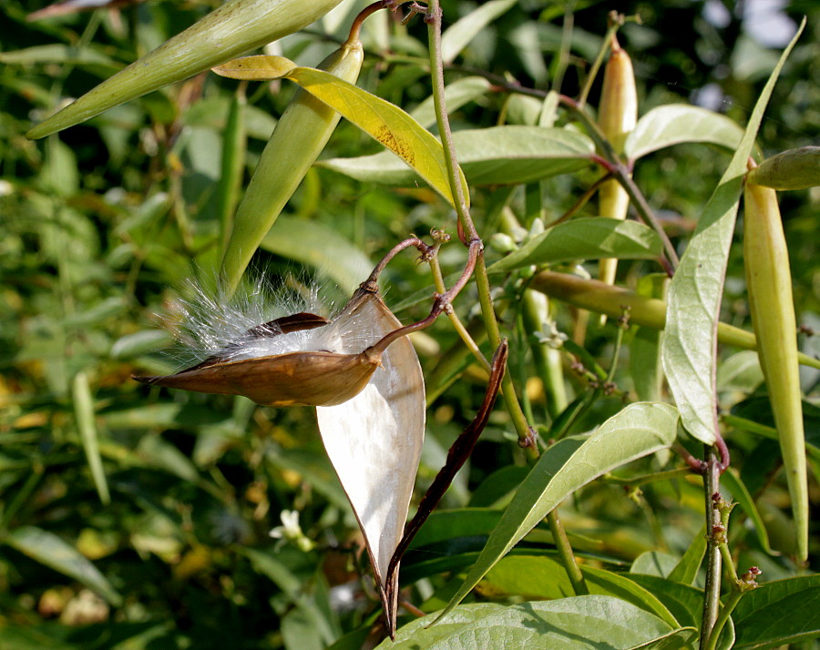 Image of Vincetoxicum hirundinaria specimen.