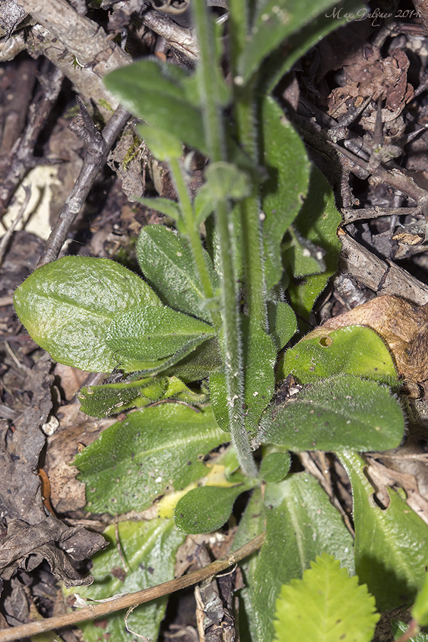 Image of Arabis sagittata specimen.