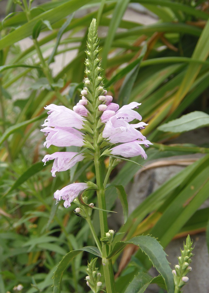 Image of Physostegia virginiana specimen.