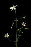 genus Stellaria