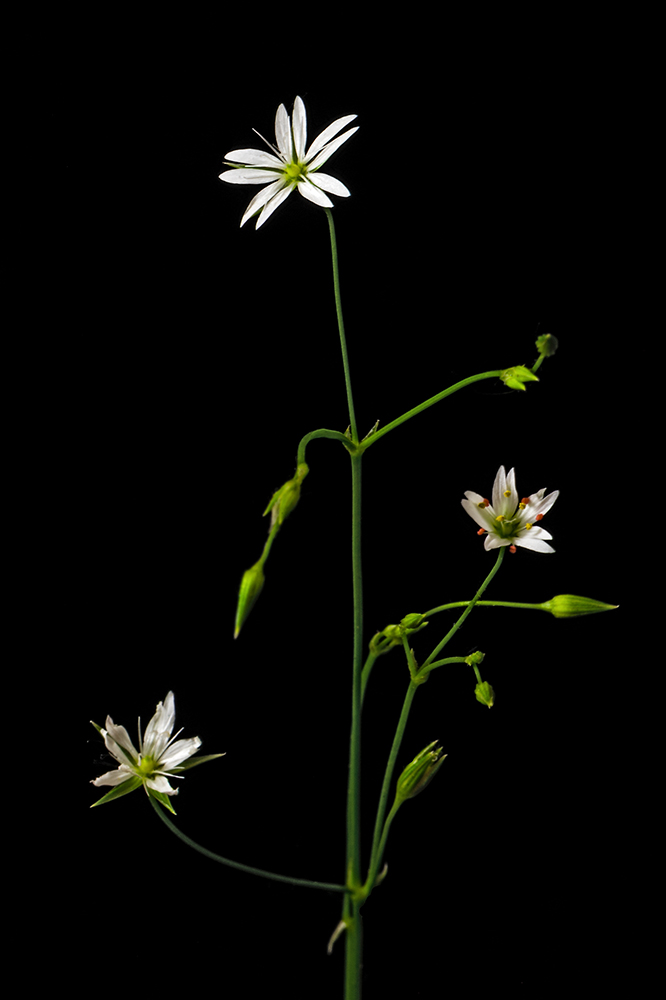 Image of genus Stellaria specimen.