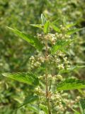 Urtica pilulifera. Верхушка побега с соцветиями. Крым, р. Чёрная, окр. Севастополя. 2 августа 2009 г.