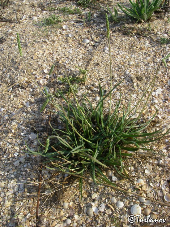 Изображение особи Plantago salsa.