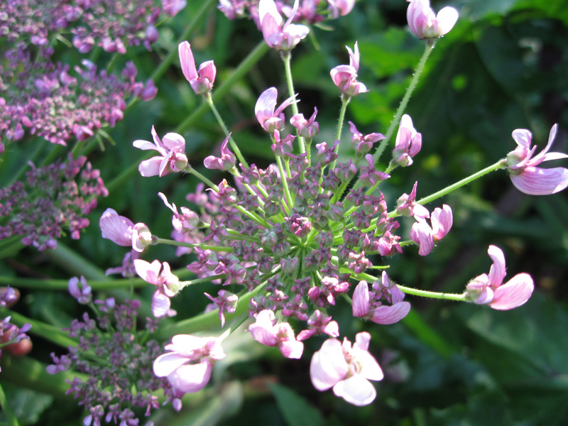 Image of Heracleum sosnowskyi specimen.