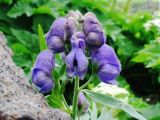 Aconitum maximum. Соцветие. Камчатский край, Алеутский р-н, о. Беринга, приморский луг. 30.08.2007.