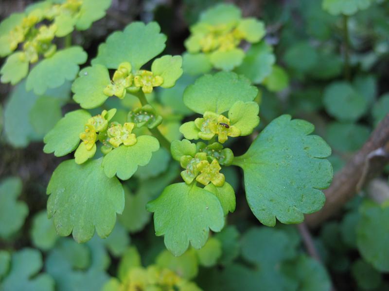 Изображение особи Chrysosplenium alternifolium.