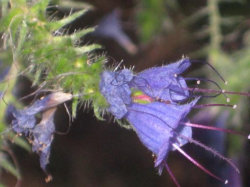 Изображение особи Echium vulgare.