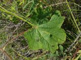 Alcea nudiflora. Нижний стеблевой лист. Восточно-Казахстанская обл., Глубоковский р-н, окр. с. Предгорное. 06.08.2009.