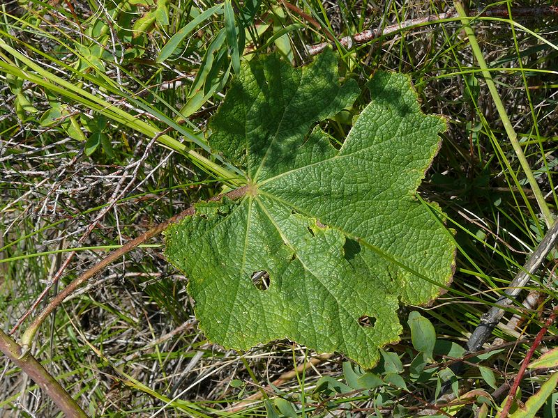 Image of Alcea nudiflora specimen.