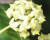 Hedera helix