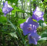 Campanula persicifolia