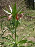 Fritillaria eduardii