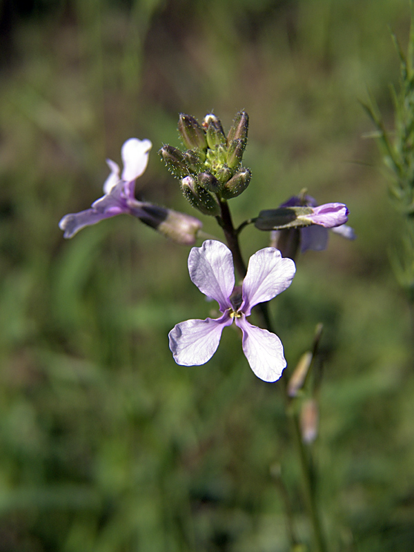 Image of genus Parrya specimen.