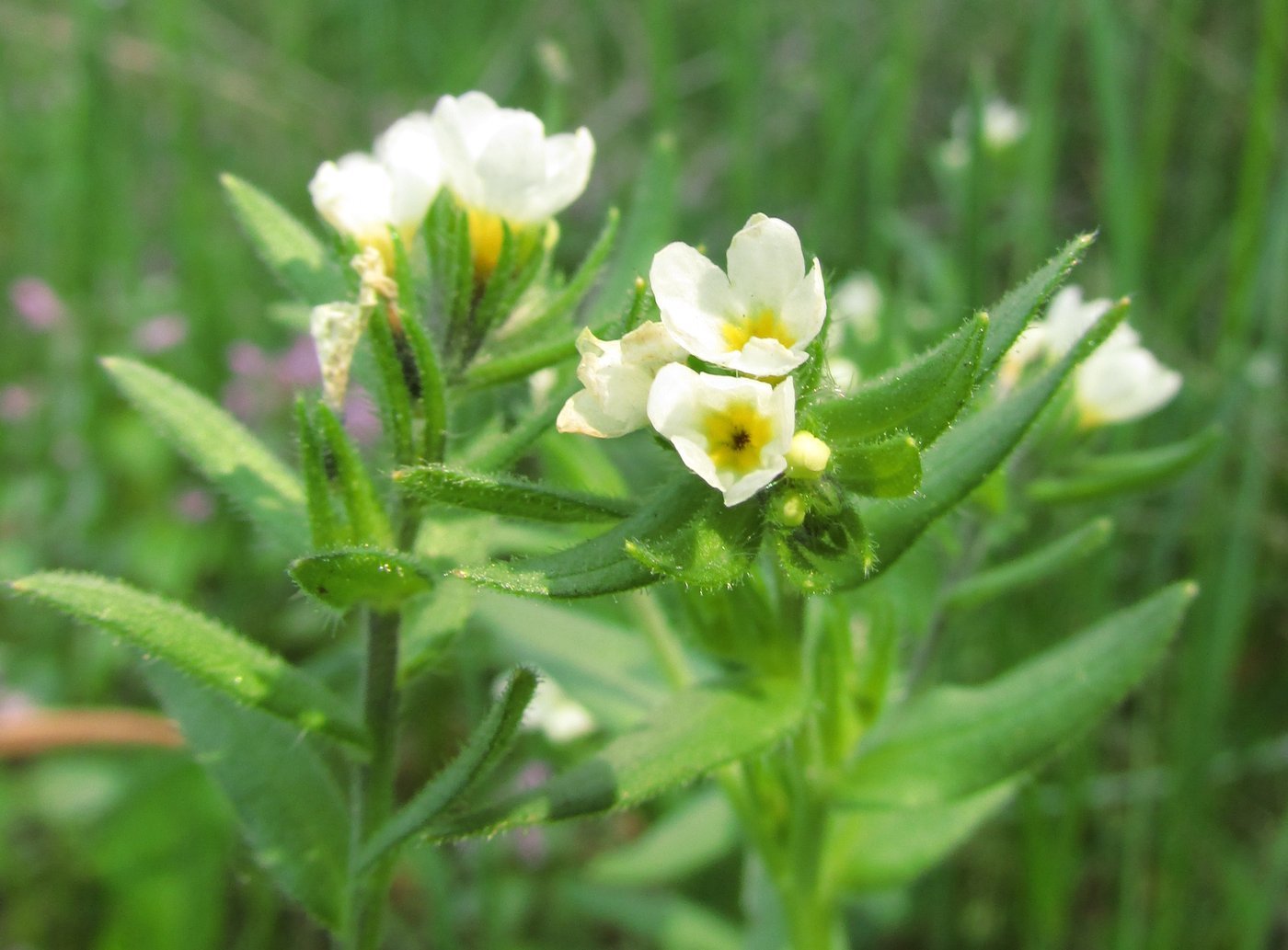 Image of Buglossoides rochelii specimen.