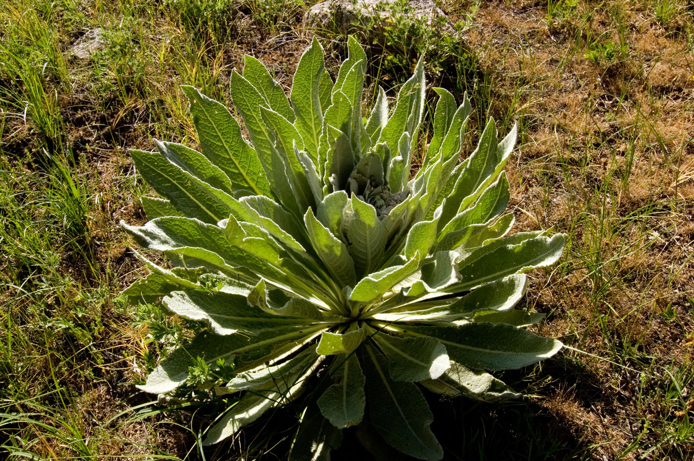 Изображение особи род Verbascum.