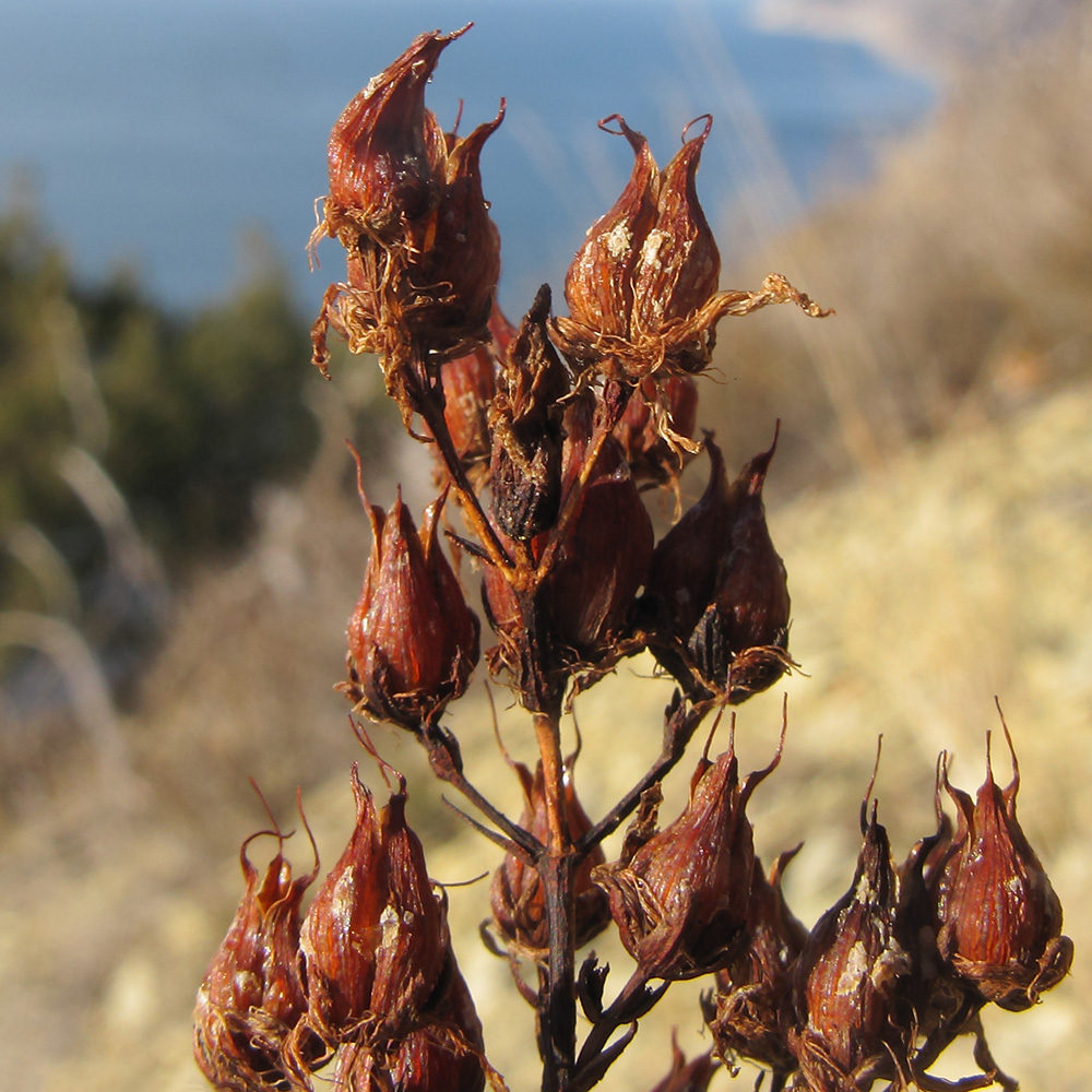 Image of Hypericum lydium specimen.