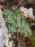 Saxifraga paniculata. Растения на задернованном скальном обнажении среди хвойного леса. Черногория, нац. парк Дурмитор, западная часть тропы вокруг Чёрного озера. 15.10.2014.